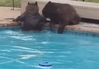 Ursos fazem festa na piscina nos Estados Unidos - Reprodução/Twitter