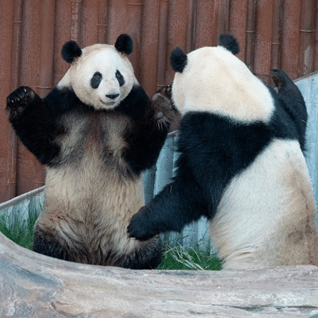 Panda que escapou do Zoológico de Copenhagen retorna em segurança - Reprodução/Instagram @copenhagenzoo