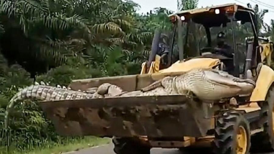 Crocodilo apelidado de "Demônio" foi morto e decapitado; autoridades constataram que ele não tinha dentes - ViralPress/Via The Sun