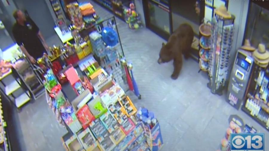 Urso-negro que furtava constantemente loja de conveniência na Califórnia (EUA) - Reprodução/CBS Sacramento/Youtube