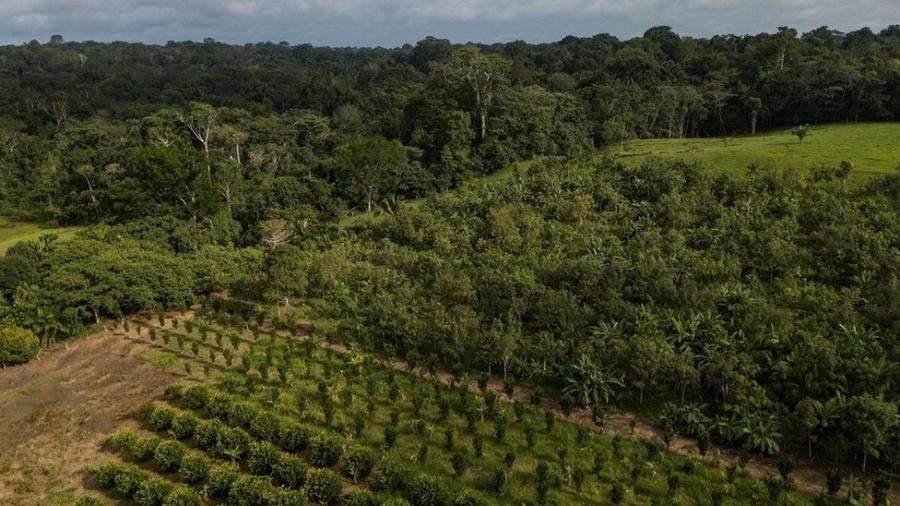 A foto mostra um Sistema Agroflorestal dentro da reserva Chico Mendes, no estado do Acre, e, ao fundo, uma floresta - Flávio Forner