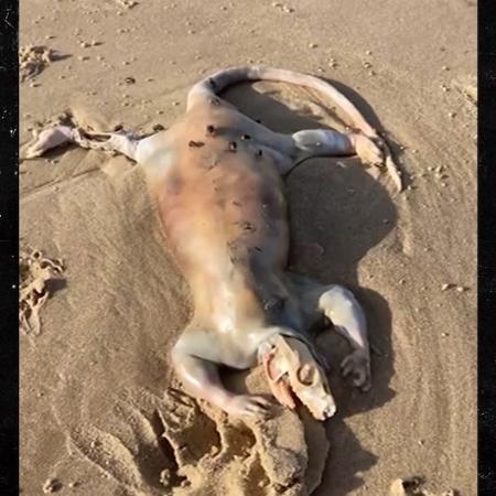 The dead animal found in Australia resembles a crocodile in its shape - Reproduction - Reproduction