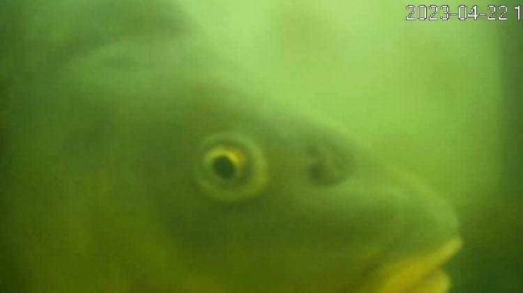Peixe capturado pela câmera subaquática no ano passado