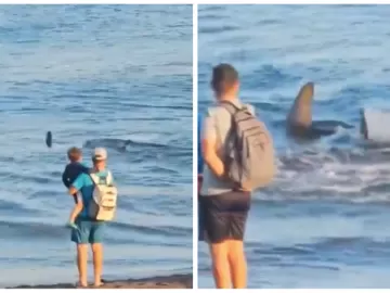 Tubarão de 2 metros causa pânico em turistas e fecha praia na Espanha; veja