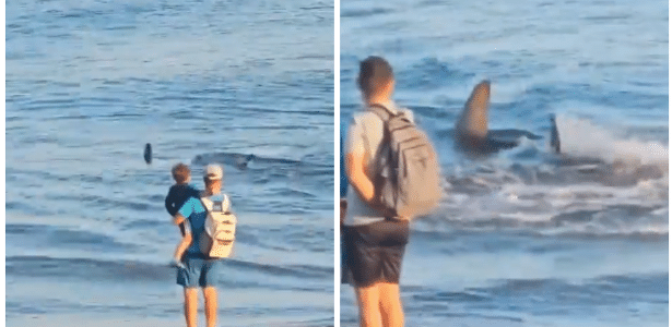 A two-metre-long shark causes the closure of a beach in Spain