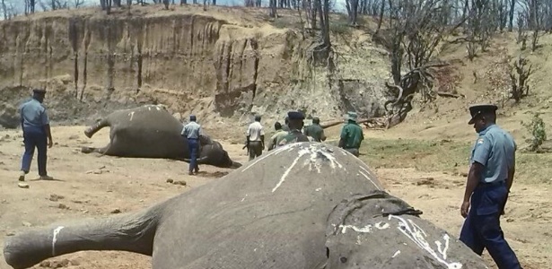 Elefantes aparecem mortos no Parque Nacional de Hwange, no Zimbábue - 