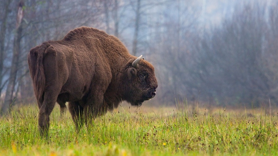 Quantidade de bisões triplicou na Europa - Rafa? Kowalczyk / Nature 