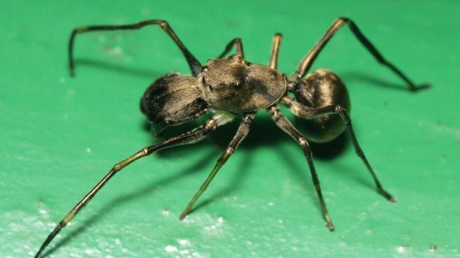 A Toxeus magnus é um tipo de aranha saltadora - Sarefo