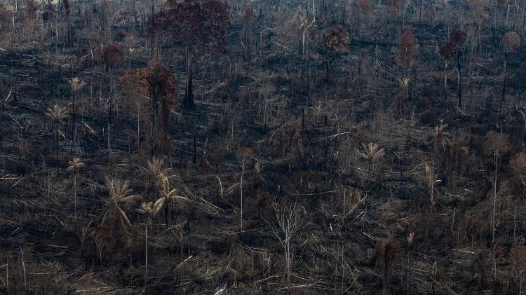 Foto do dia 23 de agosto mostra queimada em área de proteção ambiental em Novo Progresso, no Pará - Victor Moriyama/Greenpeace - Victor Moriyama/Greenpeace