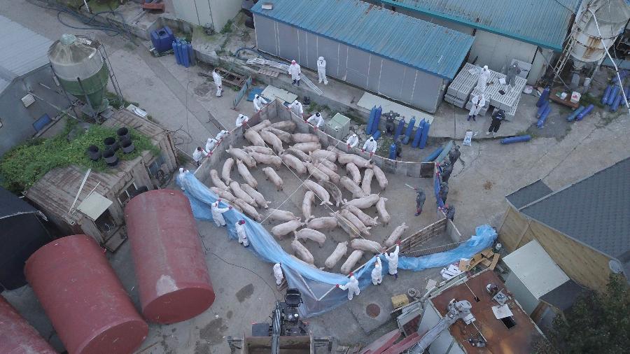 Foto aérea mostra porcos sendo levados para o abate em uma fazenda em Paju, na Coreia do Sul - Yelim Lee/AFP