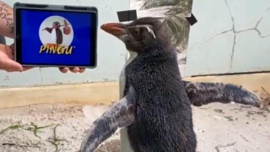 Pierre, o pinguim do zoológico de Perth passa seu período de recuperação assistindo "Pingu" - Reprodução/Twitter