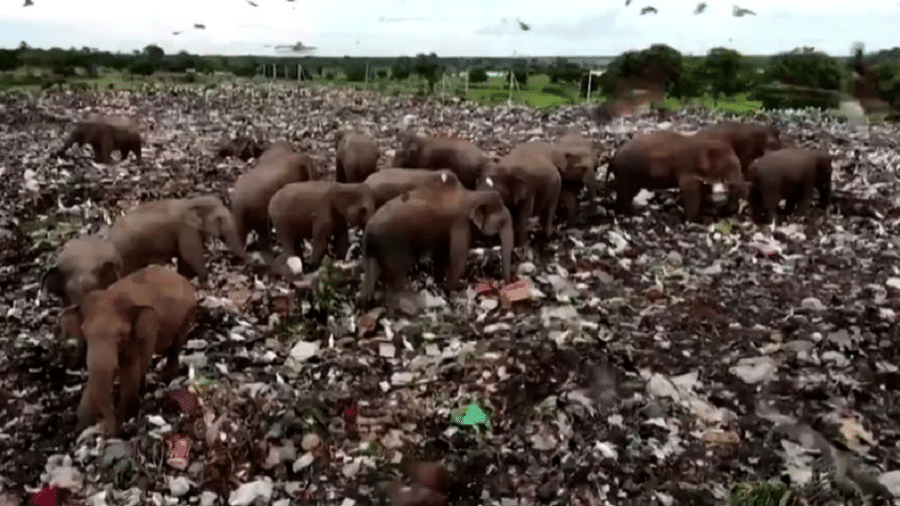 Os elefantes têm invadido um aterro sanitário em busca de comida - Reuters