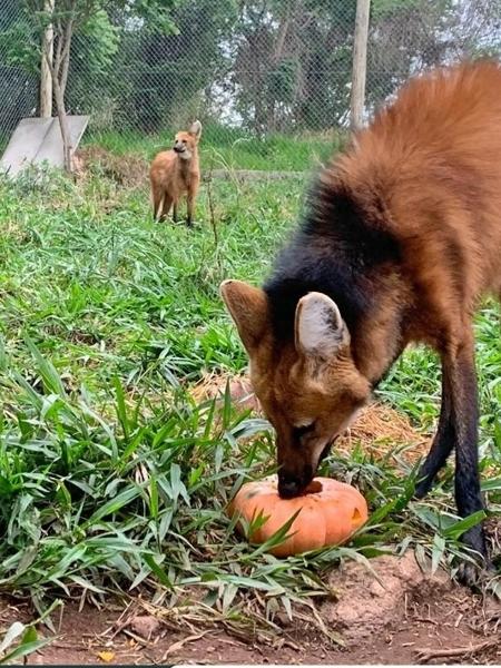 Lobos-guará são recuperados na ONG Mata Ciliar, em Jundiaí (SP) - Reprodução/Mata Ciliar