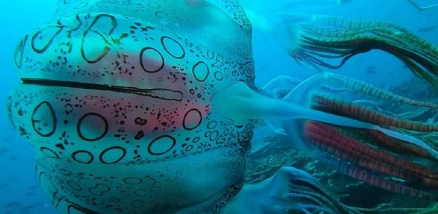 The rare jellyfish was first recorded 25 years ago in Papua New Guinea