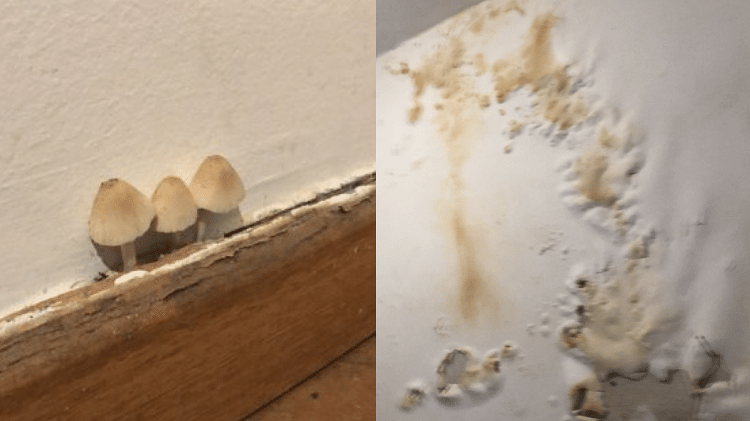 Fotos tiradas pelo morador mostram cogumelos e paredes estufadas no apartamento
