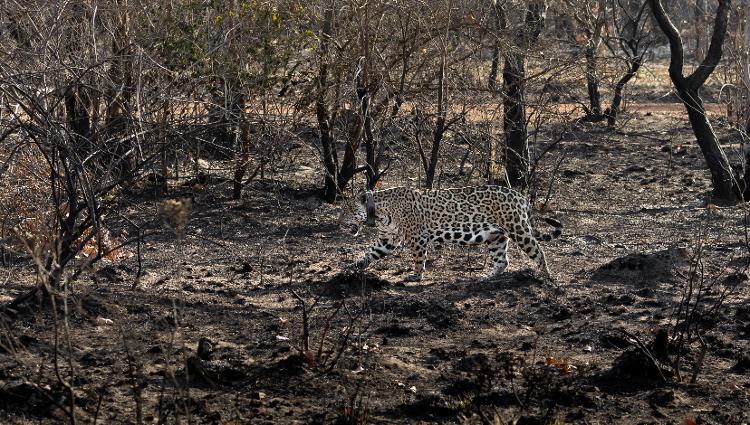 A onça-pintada Kwara caminha após incêndio devastar região pantaneira entre Aquidauana e Miranda, em MS