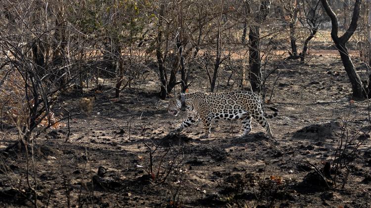 A onça-pintada Kwara caminha após incêndio devastar região pantaneira entre Aquidauana e Miranda (MS)