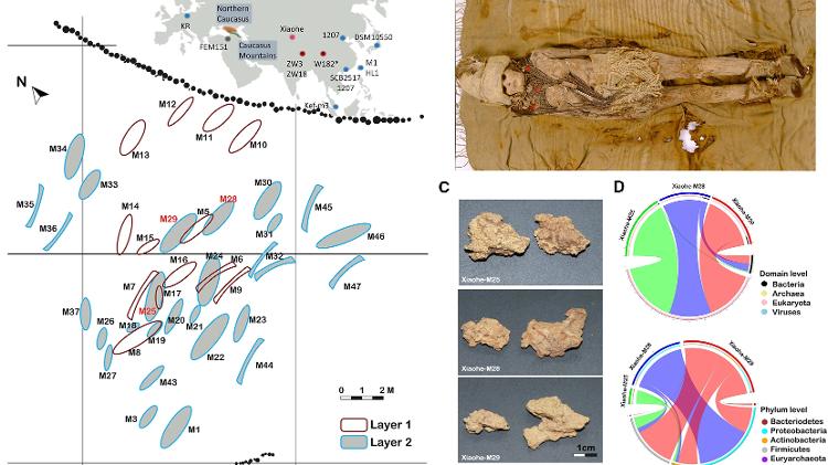 Estudo de DNA revelou bactérias e leveduras usadas para conservar e consumir leite