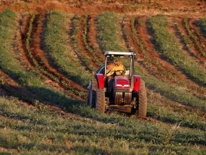 Colheita de café 24/25 do Brasil atinge 92%, aponta Safras