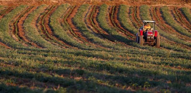 Colheita de café 24/25 do Brasil atinge 92%, aponta Safras