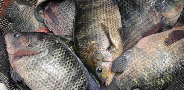 Produção de peixes em cativeiro supera pesca pela primeira vez no mundo, diz FAO