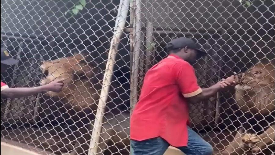 Turistas gravaram momento em que leão devorou dedo de funcionário de zoológico.  - Reprodução/YouTube