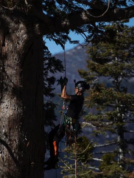 Rip Tompkins, da organização Archangel Ancient Tree Archive, escala uma sequoia-gigante em Sequoia Crest, na Califórnia - Ethan Swope - Ethan Swope