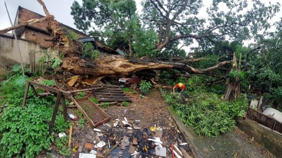 21.dez.2022 - Árvore danificou um dos cômodos de uma casa, mas não causou vítimas em Belo Horizonte  - Divulgação/Bombeiros MG