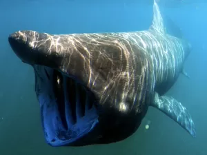 Colisão de barco com tubarão-elefante é filmada e põe cientistas em alerta