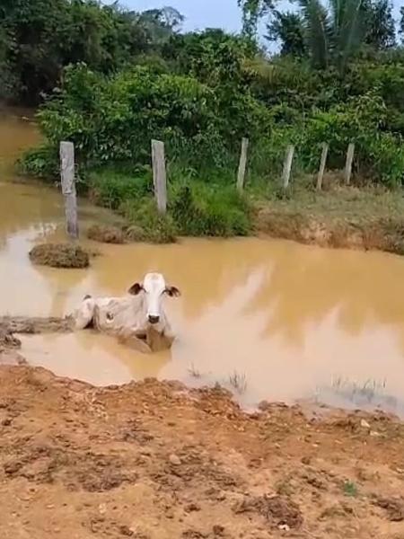 Após atolar por duas vezes, vaca morreu em fazenda no município de Ariquemes (RO)
