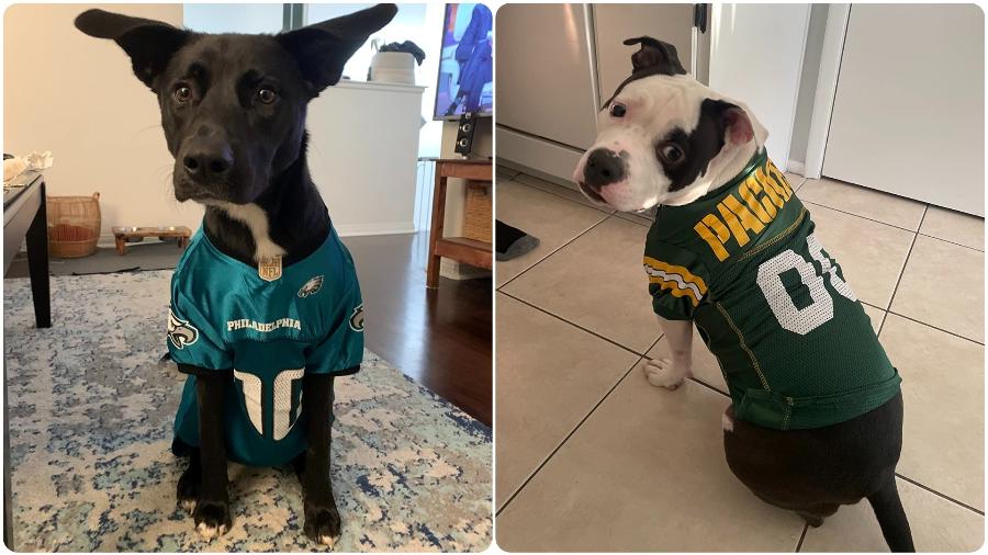 NFL no Brasil: cachorros vestem roupinhas do Philadelfia Eagles (esq.) e do Green Bay Packers