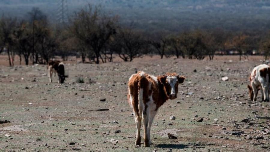 Animais emagrecem e o preço do gado caiu acentuadamente, enquanto o dos fardos de capim para alimentá-los disparou - Getty Images