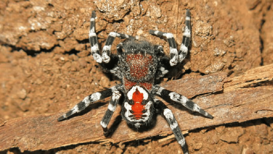 Nova espécie de Aranha é descoberta e recebe nome por conta do filme "Coringa" - Reprodução
