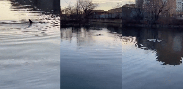 Morador flagra golfinhos nadando em rio de Nova York, nos EUA