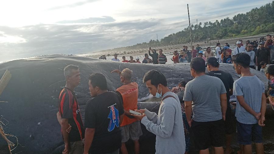 O cetáceo, da espécie cachalote, foi localizado no sábado (8) à tarde na praia de Yeh Leh, no leste da ilha.  - CAHYA/YAYASAN BALI BERSIH/via REUTERS