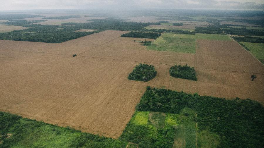 Em Itaituba, na região Tapajós, o número de plantações de soja aumentou após a construção de porto graneleiro da Cargill - Christian Braga/ClimaInfo - ago.22