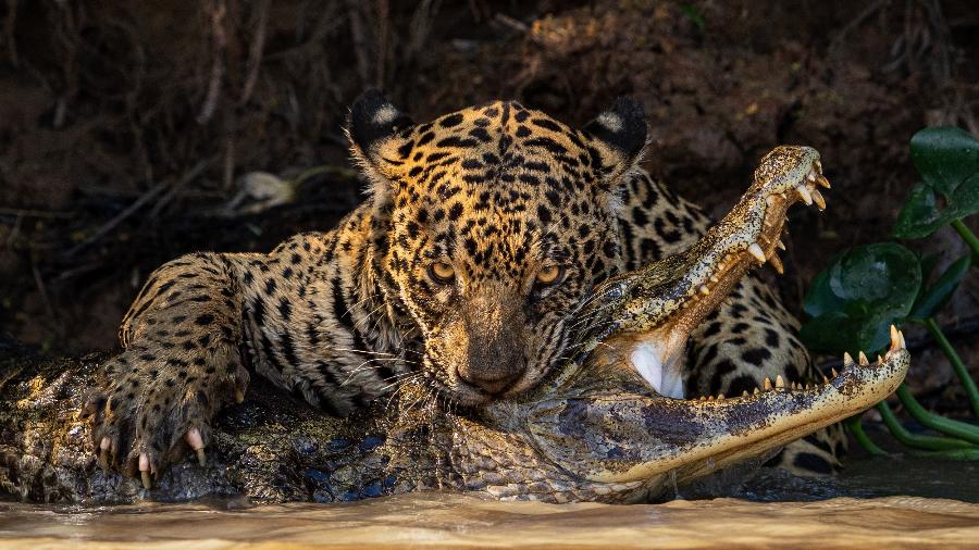 Onça-pintada atacando jacaré no Pantanal é uma das imagens vencedoras do prêmio Sony Award Photography 2024