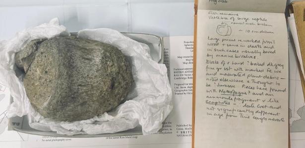 Fóssil esquecido em gaveta por 40 anos revela 1° dinossauro da Antártida