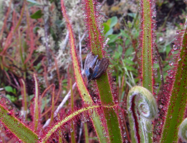 Borboleta fica presa na planta carnívora Drosera magnifica - Arquivo Folha Imagem