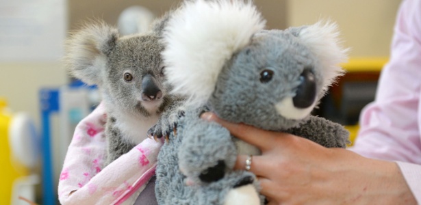 O coala Shayne, de 9 meses de idade, agarrado a um bicho de pelúcia - Ben Beade/ Zoológico da Austrália via AFP
