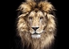 Caçadores morrem devorados por leões em reserva da África do Sul - Getty Images