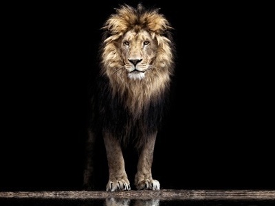 Veja quais investimentos são isentos de Imposto de Renda e se compensam