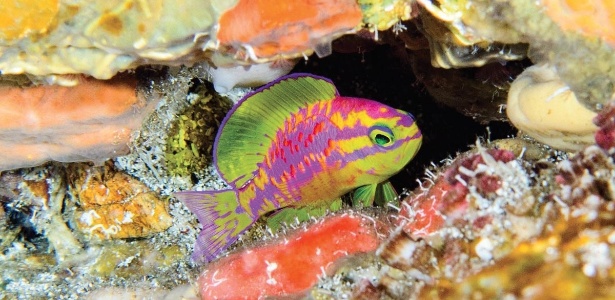 Peixe colorido encontrado a 120 metros de profundidade na costa do Nordeste - LA Rocha/ZooKeys