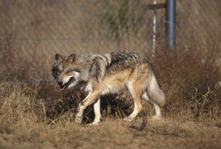 Um lobo-cinzento Um lobo-cinzento