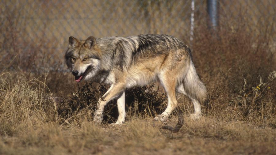 Um lobo cinzento, cuja sobrevivência é atribuindo à Lei de Espécies Ameaçadas - Jim Clark/U.S. Fish and Wildlife Service via The New York Times