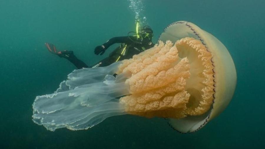 A mergulhadora e a água-viva gigante que ela encontrou nos mares da Inglaterra - Dan Abbott/Wild Ocean Week