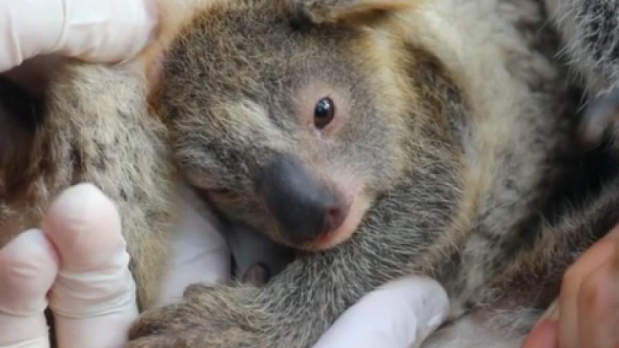 Ash, o primeiro coala nascido depois dos incêndios; Parque vai reabrir na próxima segunda - Reprodução / Instagram