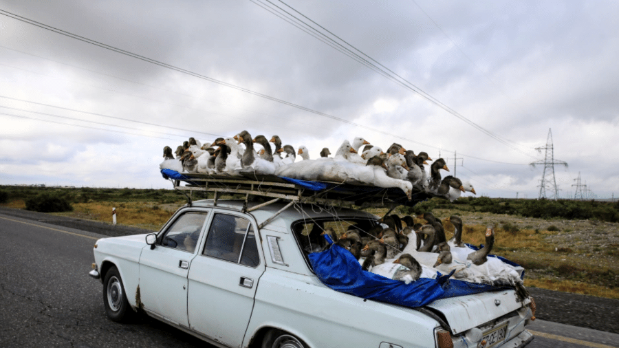 Homem transporta bando de gansos no topo de carro por estrada no Azerbaijão - Reprodução/Twitter