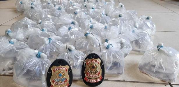 Peixes-zebra no valor de R$ 1 mi são apreendidos em aeroporto do Pará - Vimarsana News