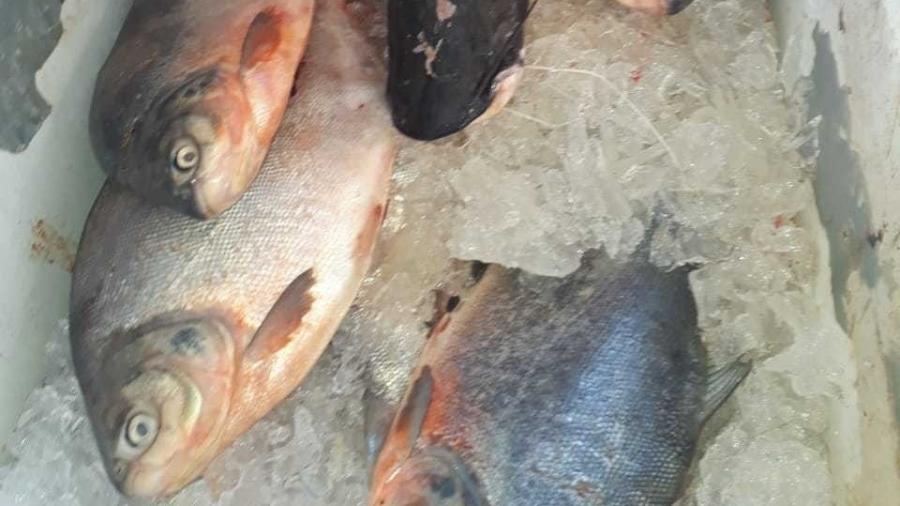 Em 2021, um decreto chegou a proibir o consumo e a venda dos peixes pirapitinga, pacu e tambaqui - Colônia de pescadores Z-42